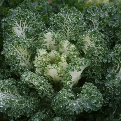 Picture of Kale Emerald Ice Tz9332